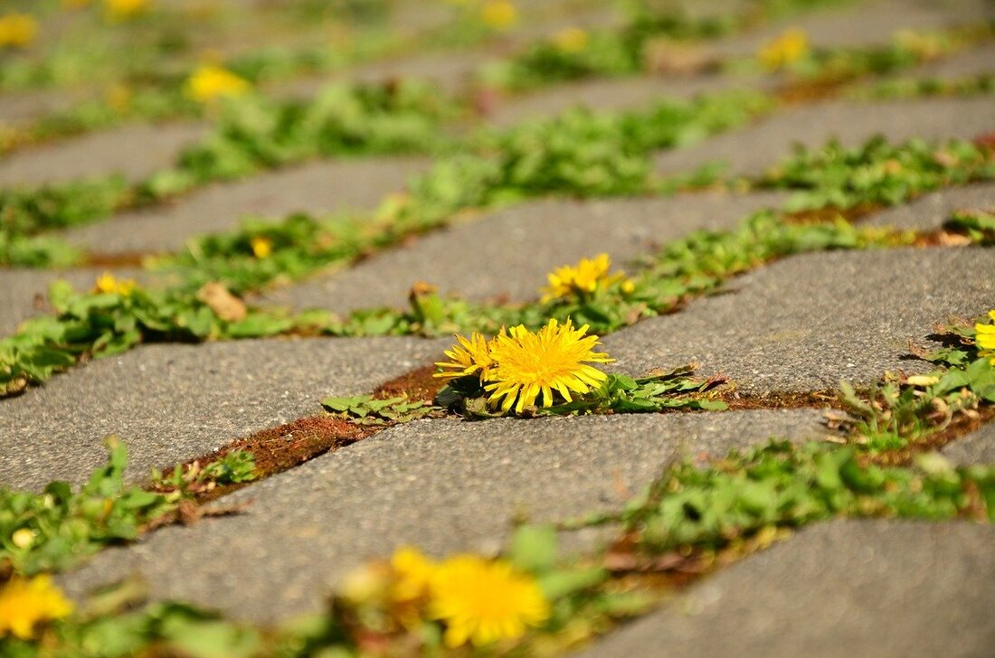 Weeds growing on a paved driveway before professional weed killing treatment